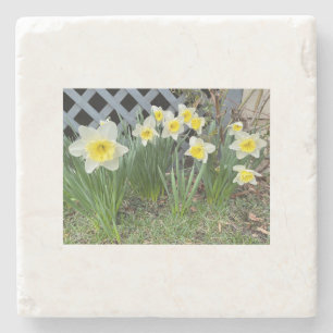 Yellow Daffodils#3 Stone Coaster
