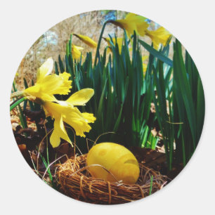 Yellow Daffodils and a Yellow Easter egg Classic Round Sticker