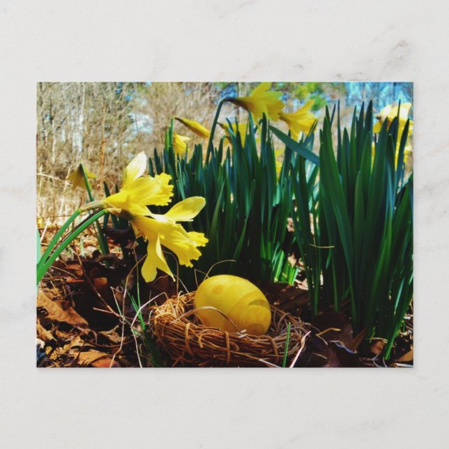 Yellow Daffodils and a Yellow Easter egg Holiday Postcard (Front)