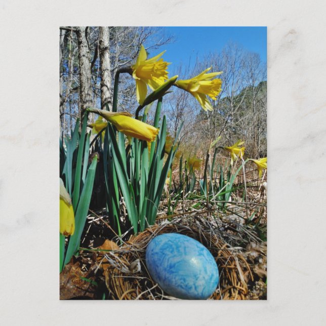 Yellow Daffodils and blue egg in nest Postcard (Front)