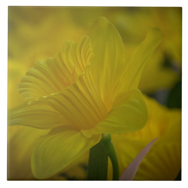 Yellow daffodils ceramic tile (Front)