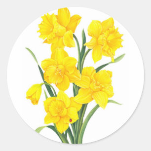 Yellow Daffodils Classic Round Sticker