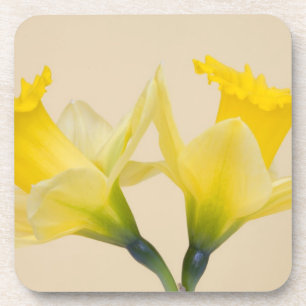 Yellow daffodils coaster