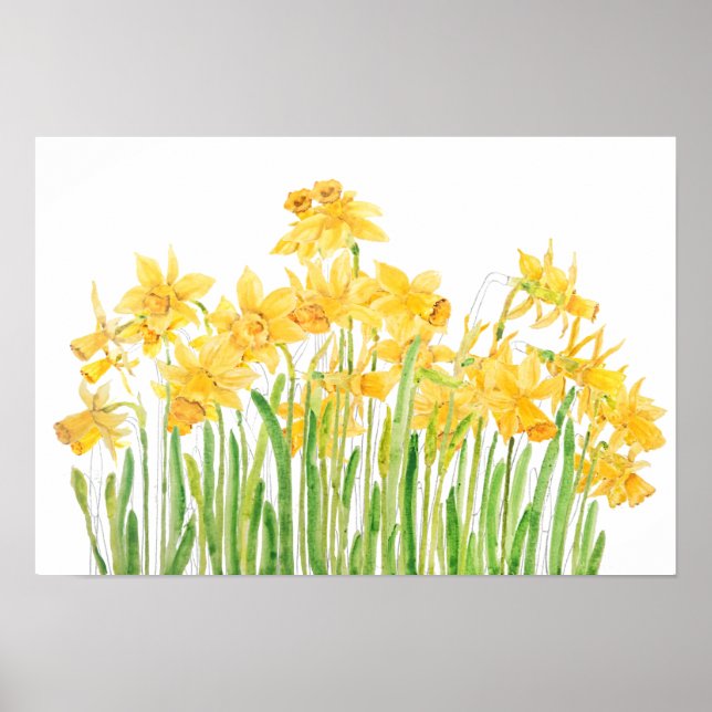 yellow daffodils field watercolor poster (Front)