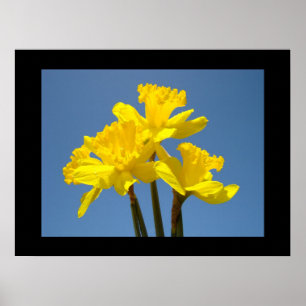 Yellow Daffodils Floral art prints Blue Sky