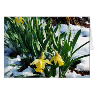 Yellow Daffodils flowers in the snow