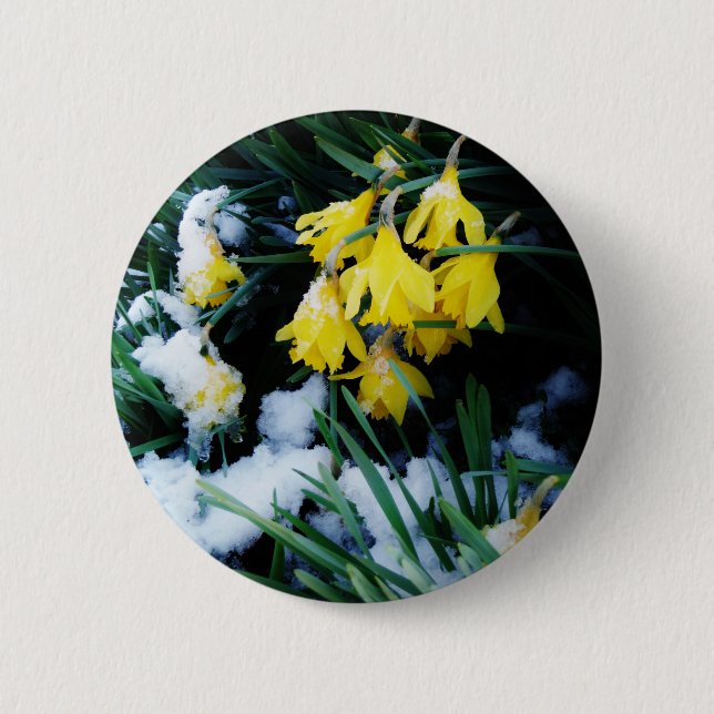 Yellow Daffodils flowers in the snow 6 Cm Round Badge (Front)