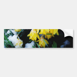 Yellow Daffodils flowers in the snow Bumper Sticker