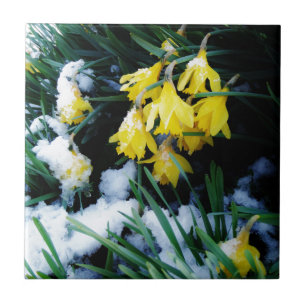 Yellow Daffodils flowers in the snow Ceramic Tile