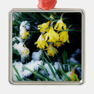Yellow Daffodils flowers in the snow Metal Ornament