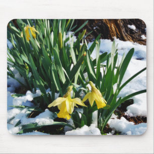 Yellow Daffodils flowers in the snow Mouse Pad
