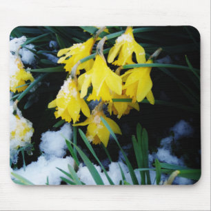 Yellow Daffodils flowers in the snow Mouse Pad