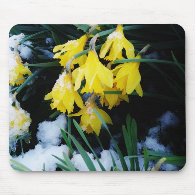 Yellow Daffodils flowers in the snow Mouse Pad (Front)
