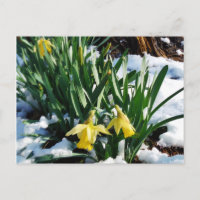 Yellow Daffodils flowers in the snow