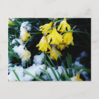 Yellow Daffodils flowers in the snow