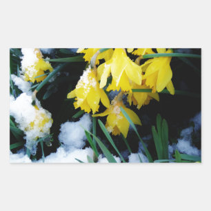 Yellow Daffodils flowers in the snow Rectangular Sticker