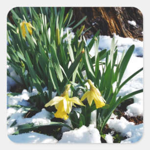 Yellow Daffodils flowers in the snow Square Sticker