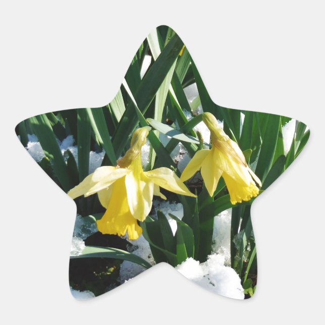Yellow Daffodils flowers in the snow Star Sticker (Front)