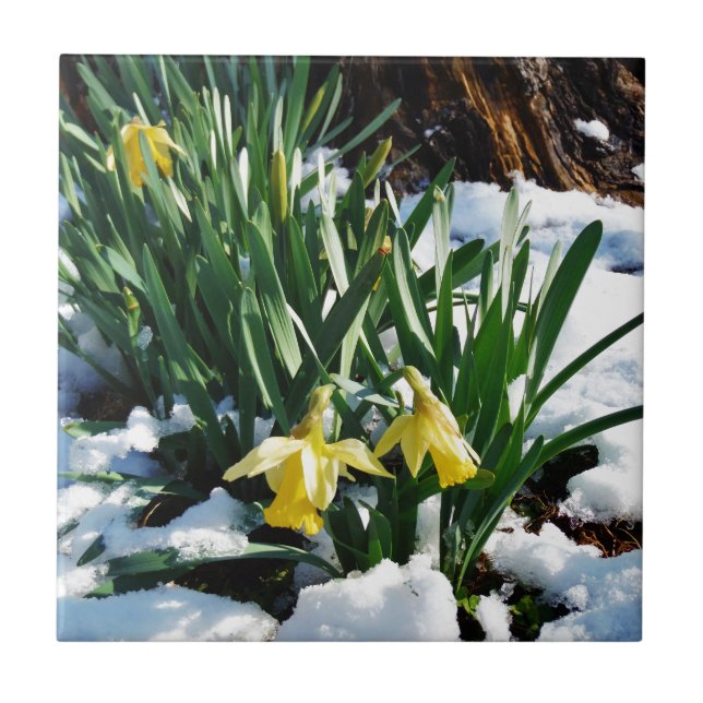 Yellow Daffodils flowers in the snow Tile (Front)