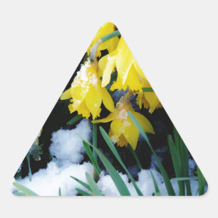 Yellow Daffodils flowers in the snow Triangle Sticker
