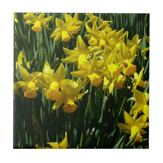 Yellow Daffodils I Cheery Spring Flowers Ceramic Tile (Front)