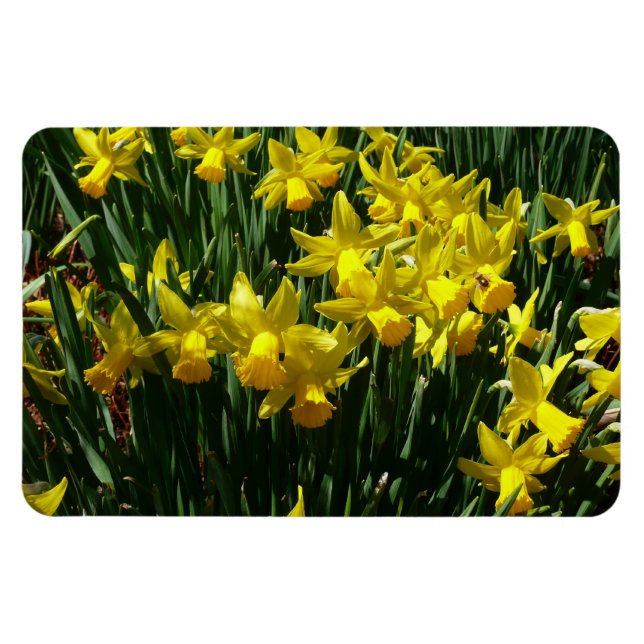 Yellow Daffodils I Cheery Spring Flowers Magnet (Horizontal)