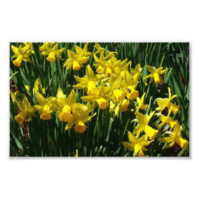 Yellow Daffodils I Cheery Spring Flowers Photo Print (Front)