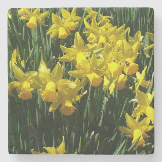 Yellow Daffodils I Cheery Spring Flowers Stone Coaster (Front)