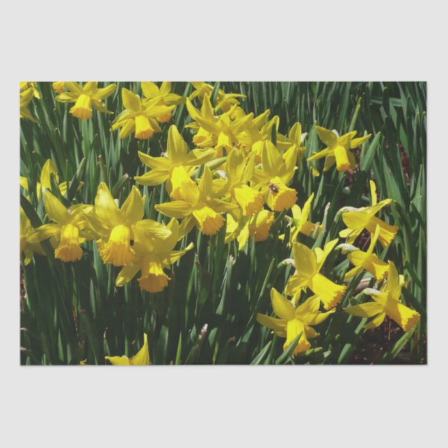 Yellow Daffodils I Cheery Spring Flowers Tissue Paper (Front)