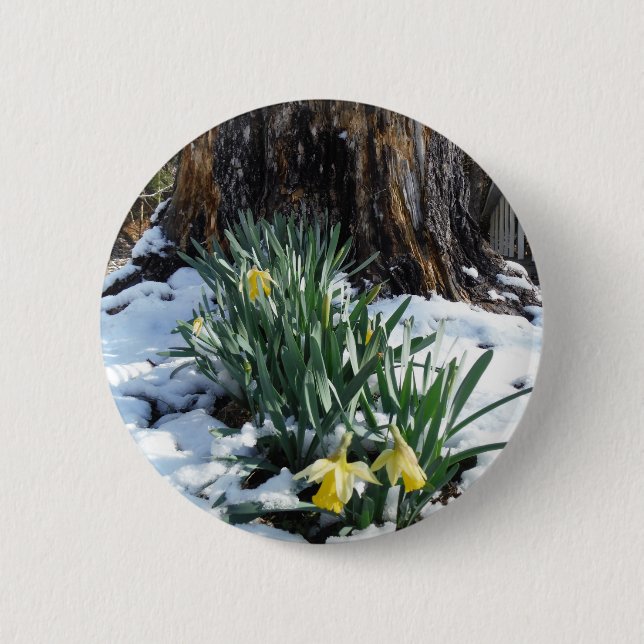 Yellow Daffodils in the snow 6 Cm Round Badge (Front)