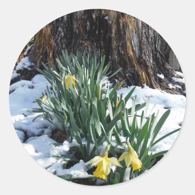 Yellow Daffodils in the snow Classic Round Sticker (Front)