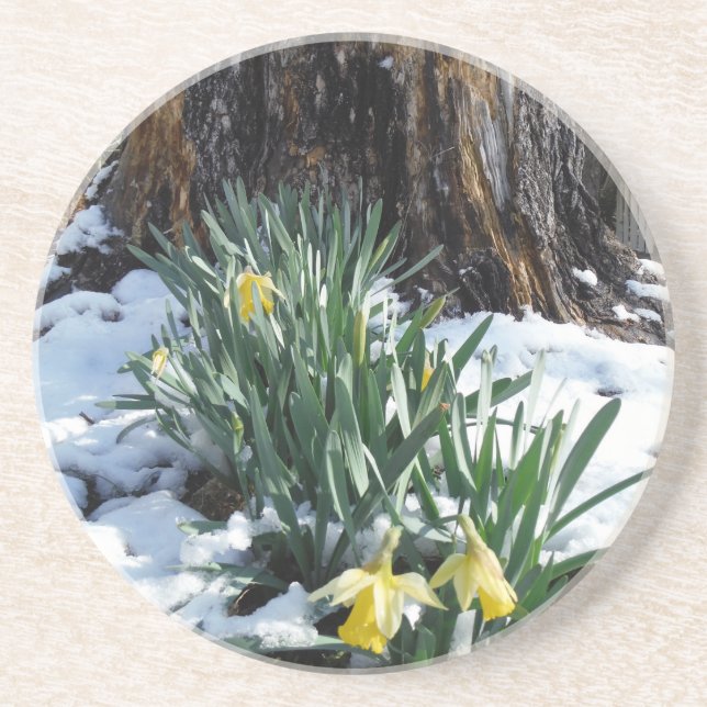 Yellow Daffodils in the snow Coaster (Front)