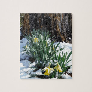 Yellow Daffodils in the snow Jigsaw Puzzle
