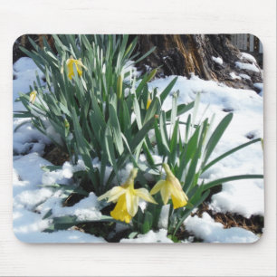 Yellow Daffodils in the snow Mouse Pad