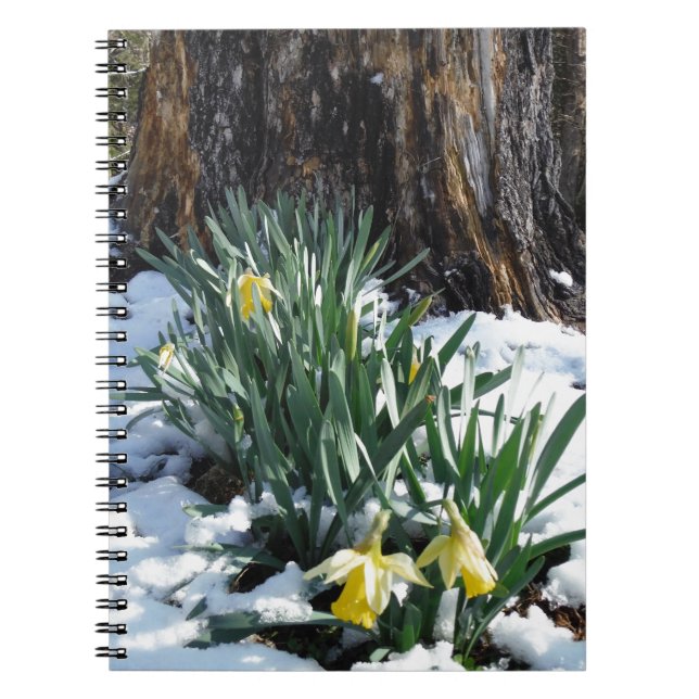 Yellow Daffodils in the snow Notebook (Front)