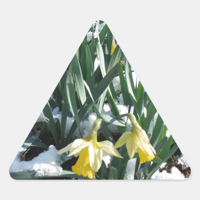 Yellow Daffodils in the snow Triangle Sticker (Front)