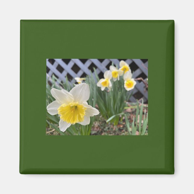 Yellow Daffodils Magnet (Front)