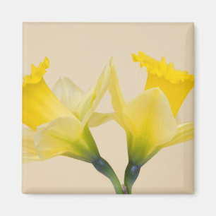 Yellow daffodils magnet