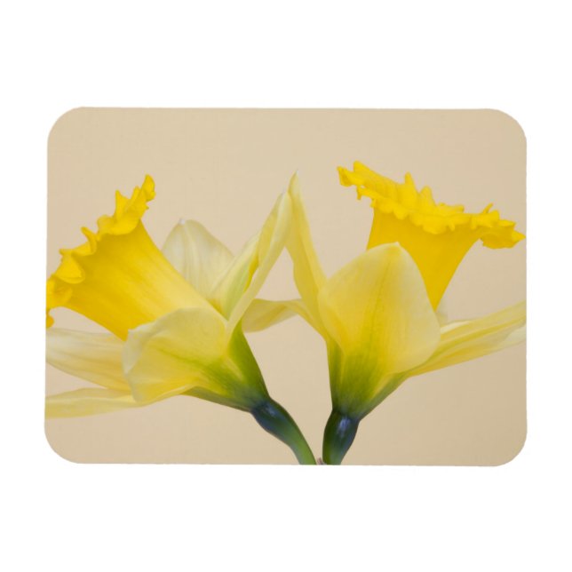Yellow daffodils magnet (Horizontal)