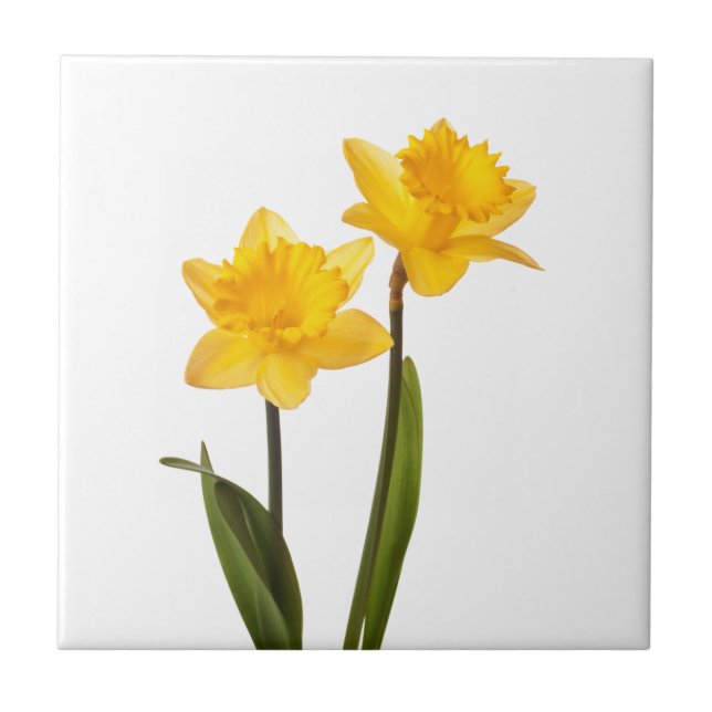 Yellow Daffodils on White - Daffodil Flower Blank Ceramic Tile (Front)