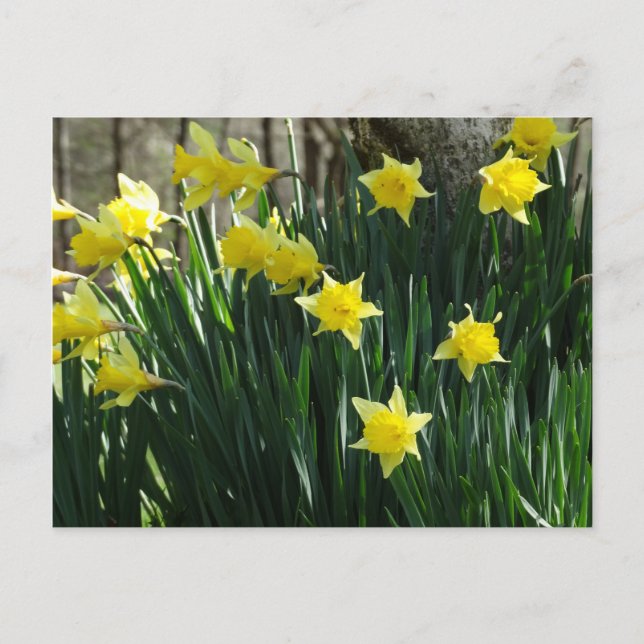 Yellow Daffodils Postcard (Front)