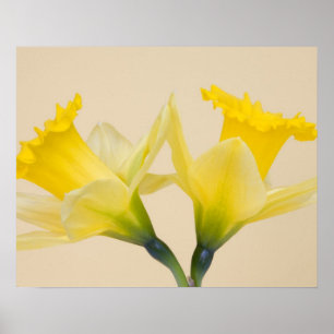 Yellow daffodils poster