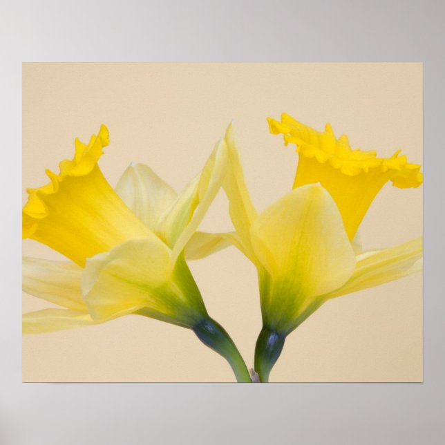 Yellow daffodils poster (Front)
