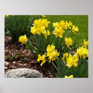 Yellow Daffodils Poster