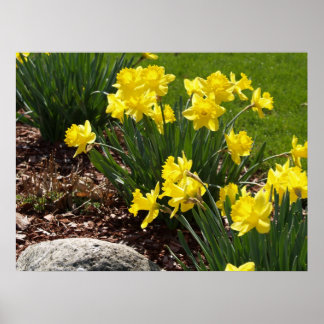 Yellow Daffodils Poster