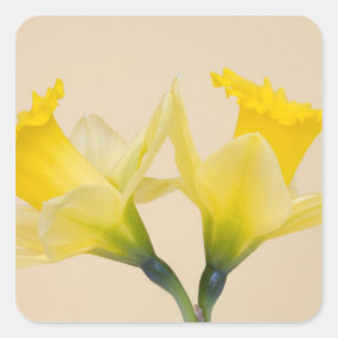 Yellow daffodils square sticker