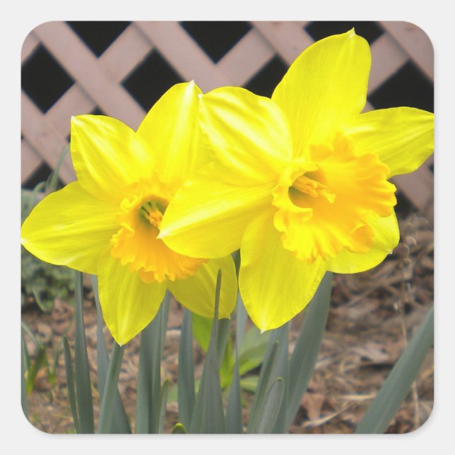 Yellow Daffodils Sticker (Front)