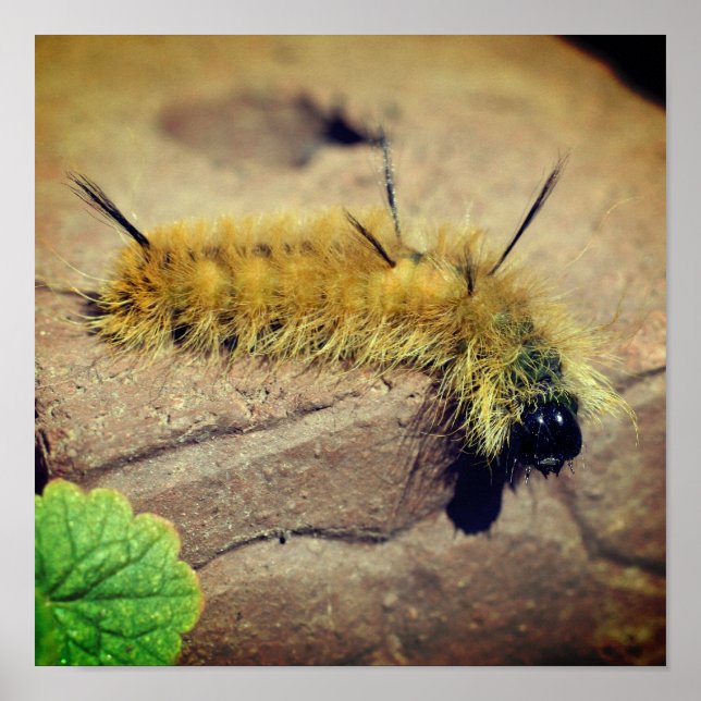 Yellow Dagger Moth Caterpillar Insect  Poster (Front)