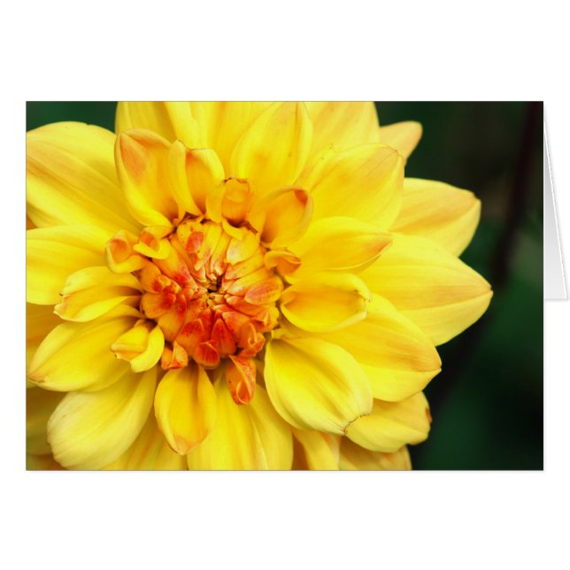 Yellow Dahlia (Front Horizontal)