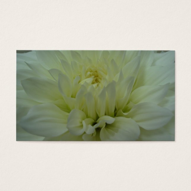 Yellow Dahlia Flower (Front)